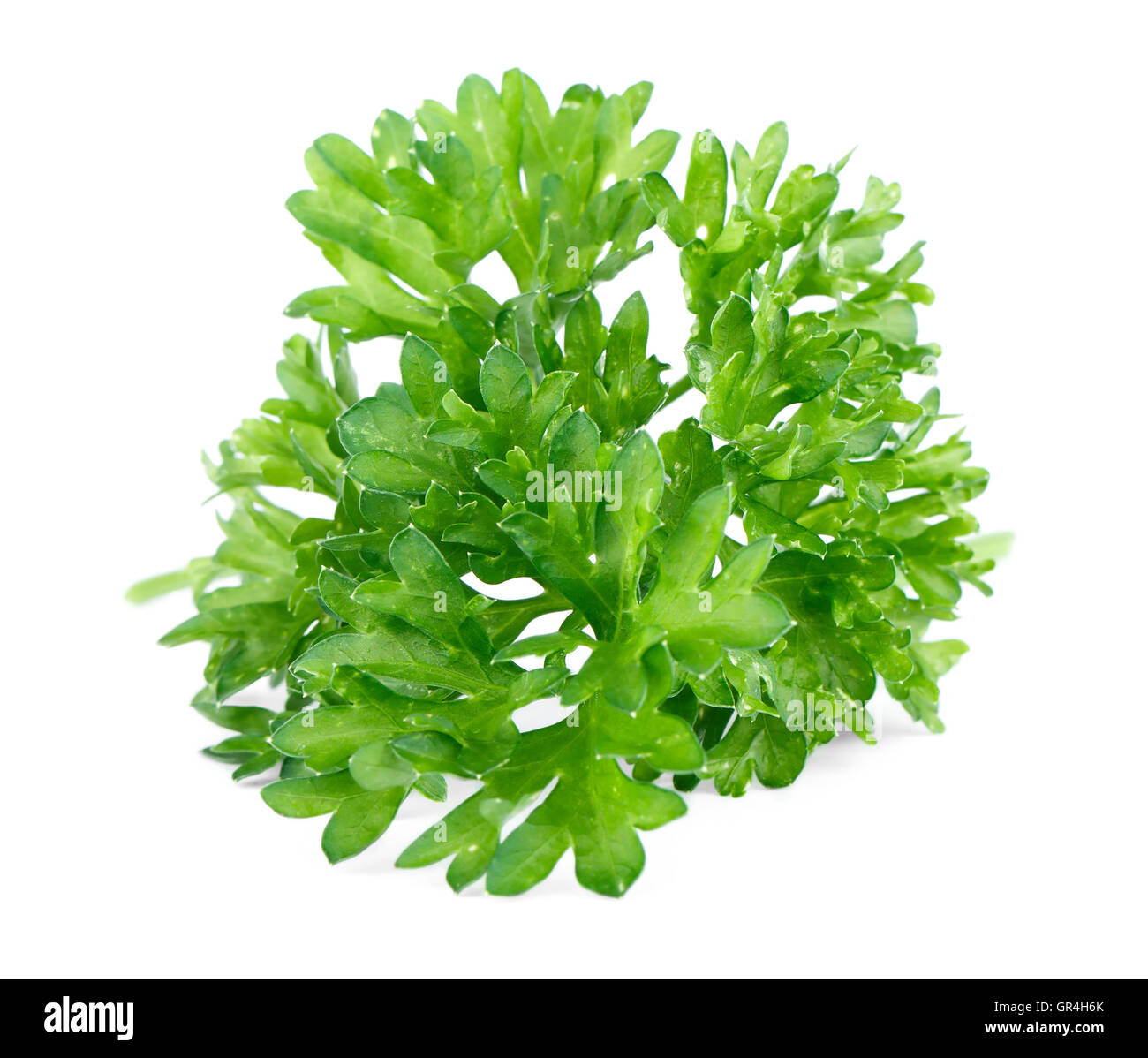 Green leaves of parsley isolated on white background Stock Photo - Alamy