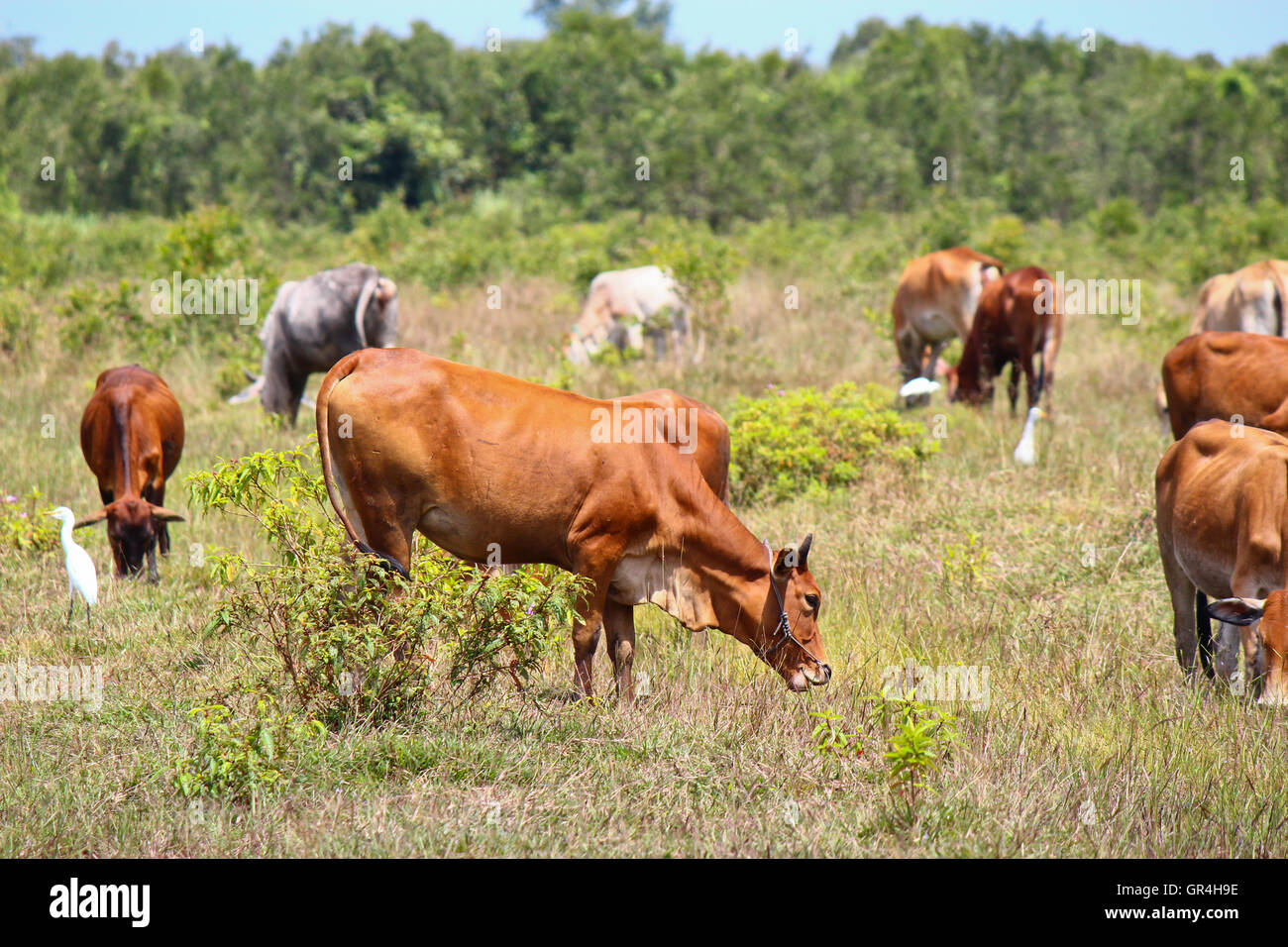 Cows on a summer pasture Stock Photo - Alamy