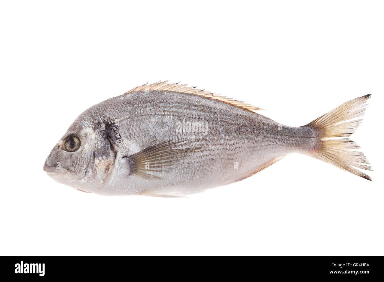 Dorado fish isolated on white background Stock Photo - Alamy