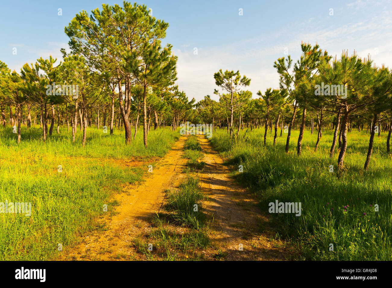 Dirt road tree canopy hi-res stock photography and images - Alamy