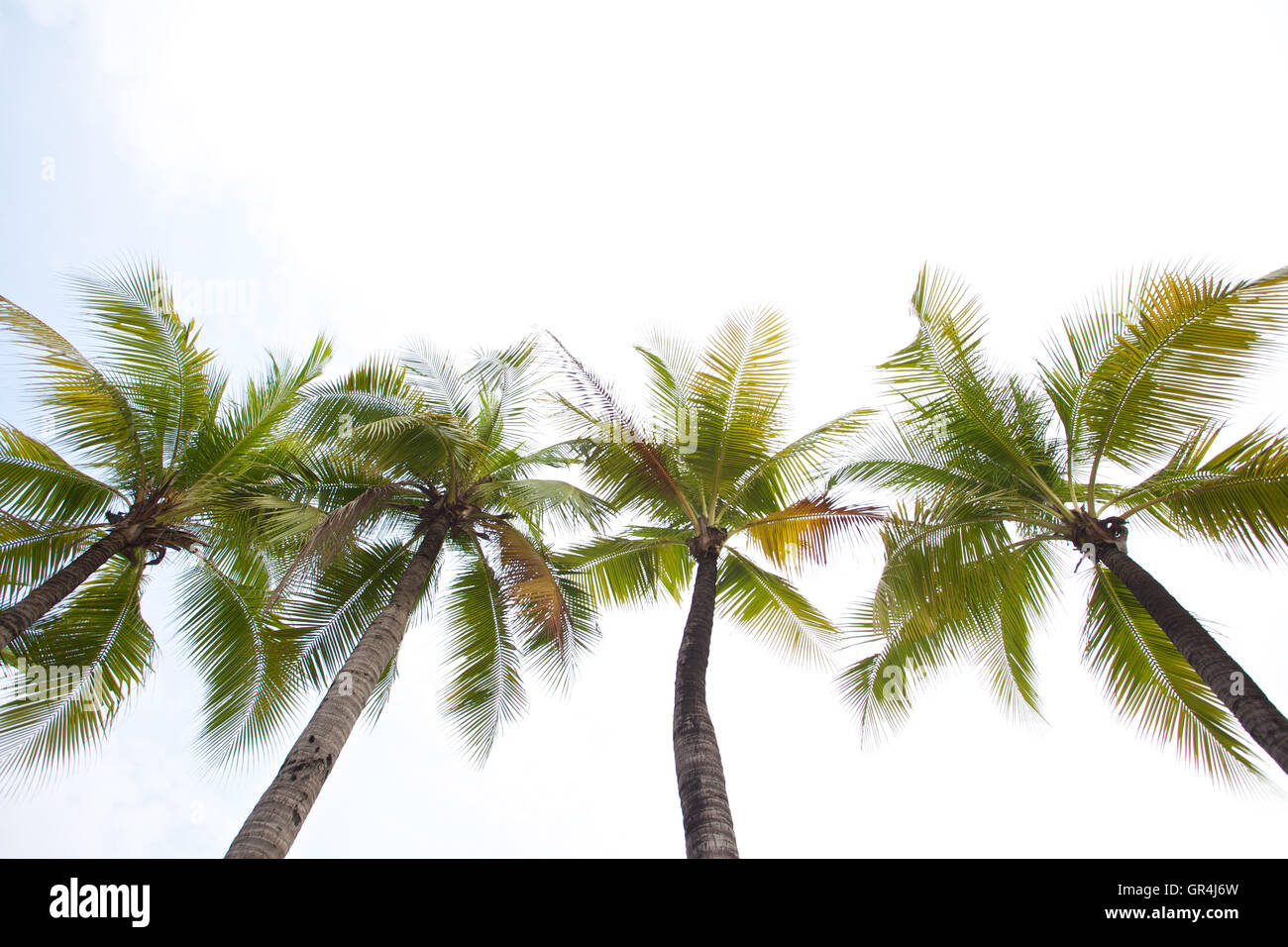 Tall coconut palm tree hi-res stock photography and images - Alamy