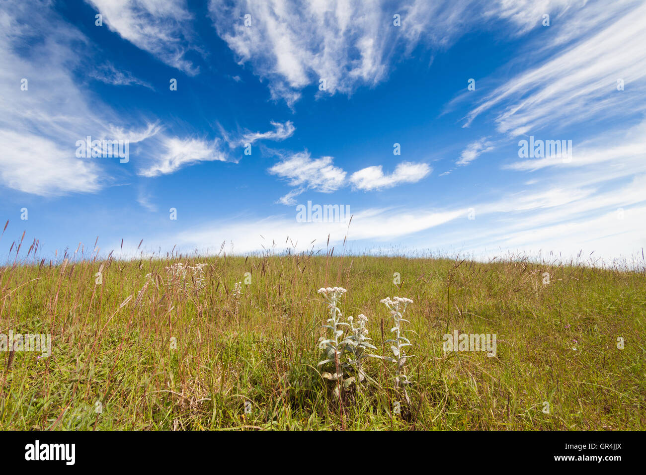 Grass field under blue cloudy sky Stock Photo - Alamy