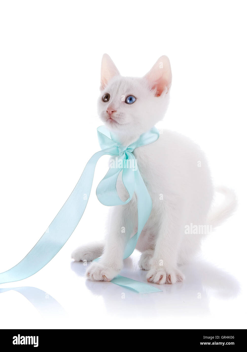 The white kitten with multi-colored eyes and a blue bow Stock Photo - Alamy, image size:974x1390