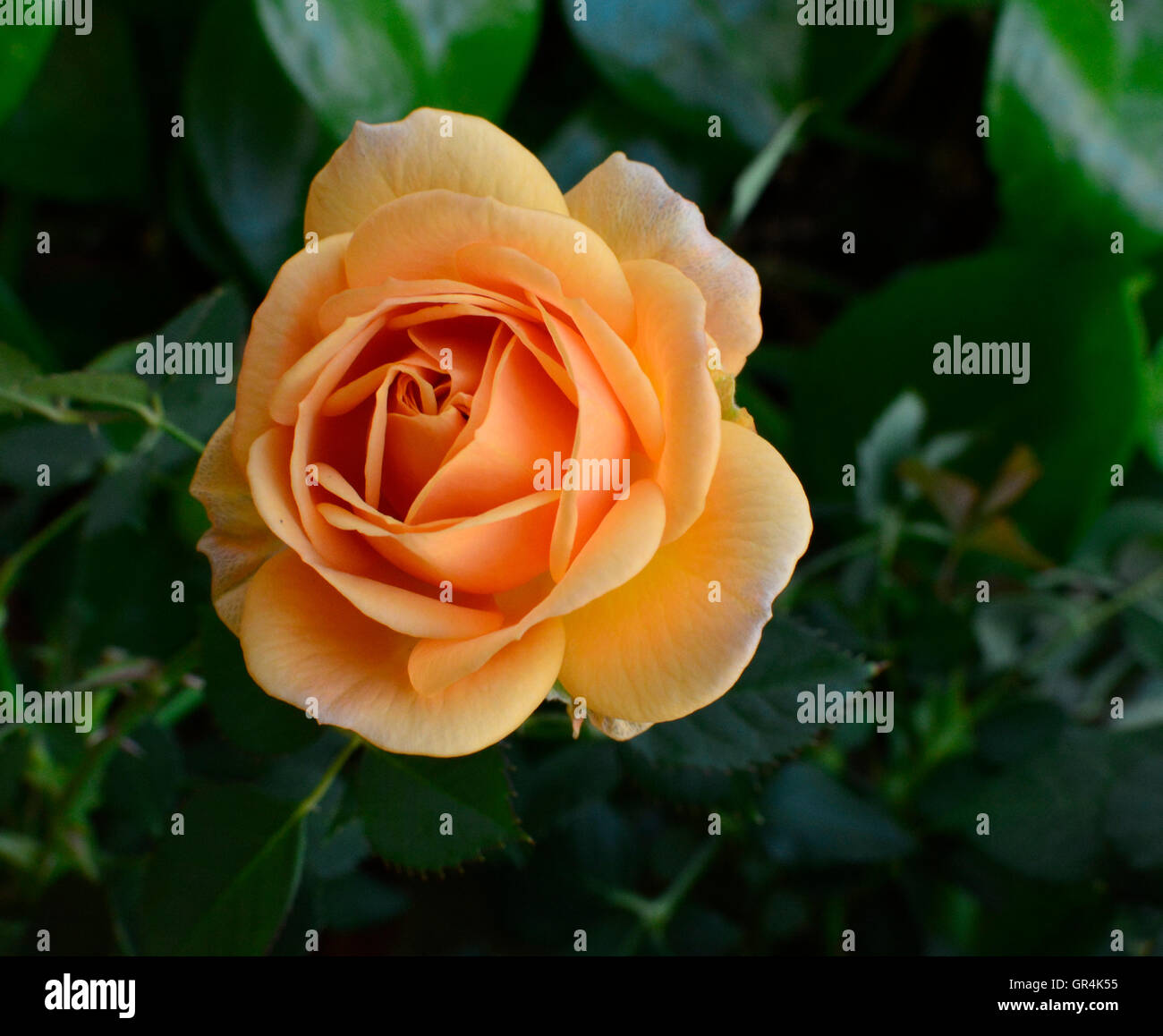 Beautiful orange rose against a dark green soft background. Rose only partially open. Top view. Stock Photo