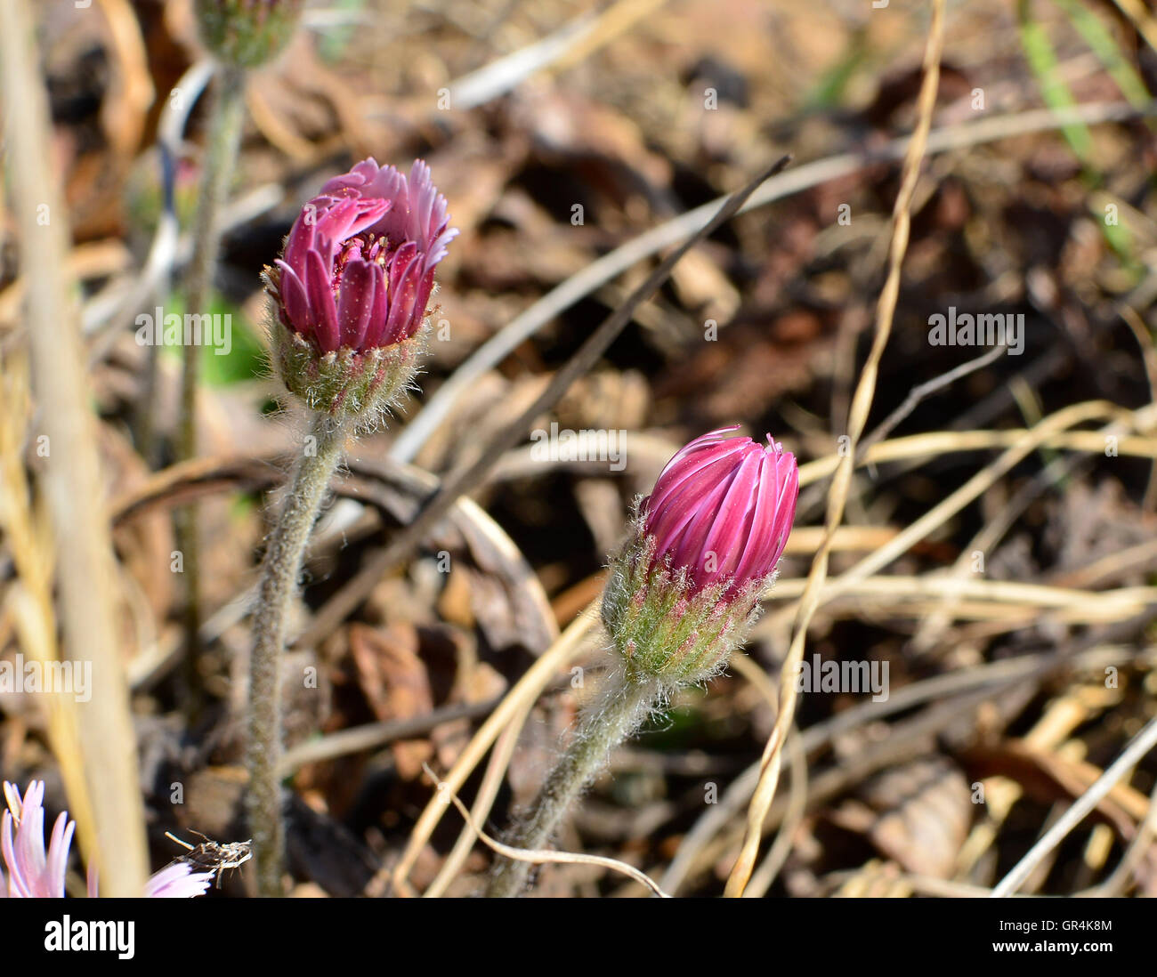Pink wild flowers in spring before the rains with dry grass background in strong contrast. Stock Photo