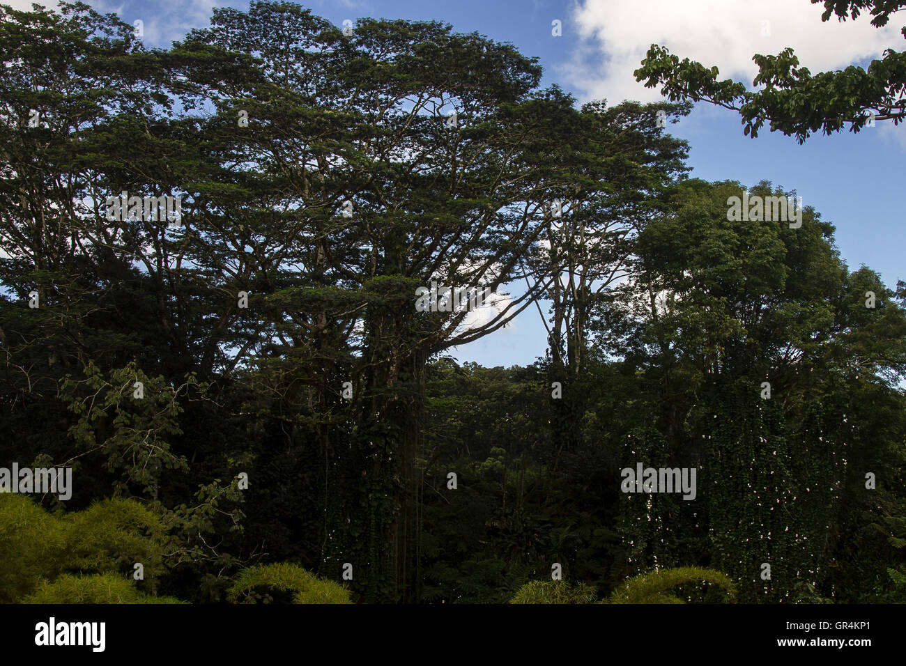 Hawaiian tropic hi-res stock photography and images - Alamy