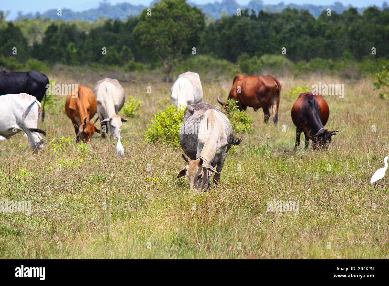 Cows on a summer pasture Stock Photo - Alamy