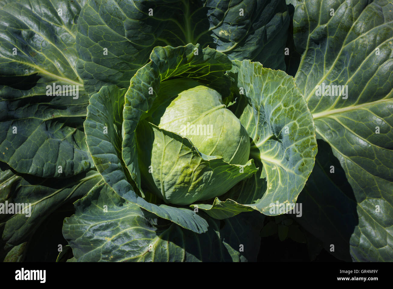 fresh green cabbage Stock Photo