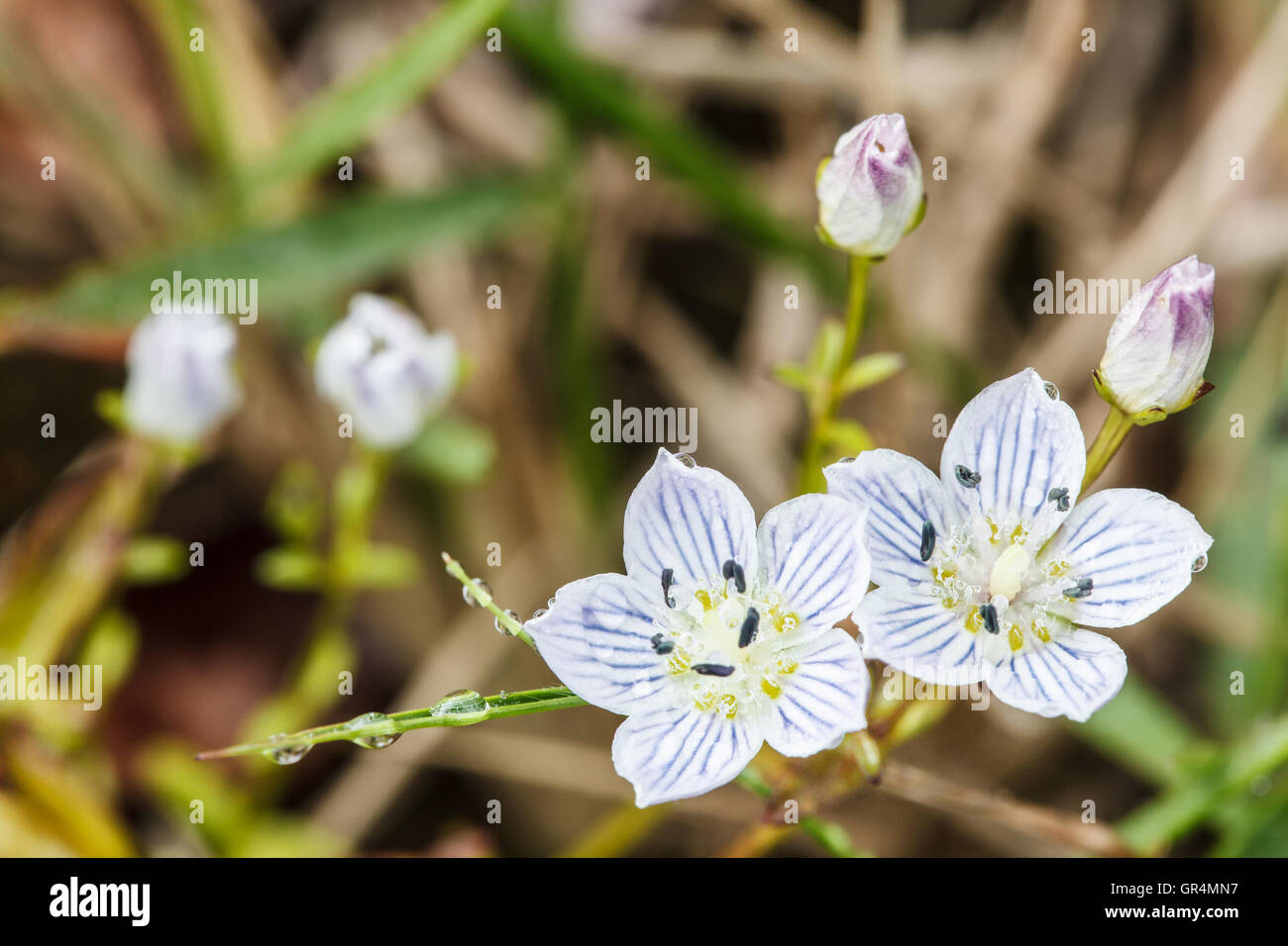 Edelweiss alpine flowers Stock Photo