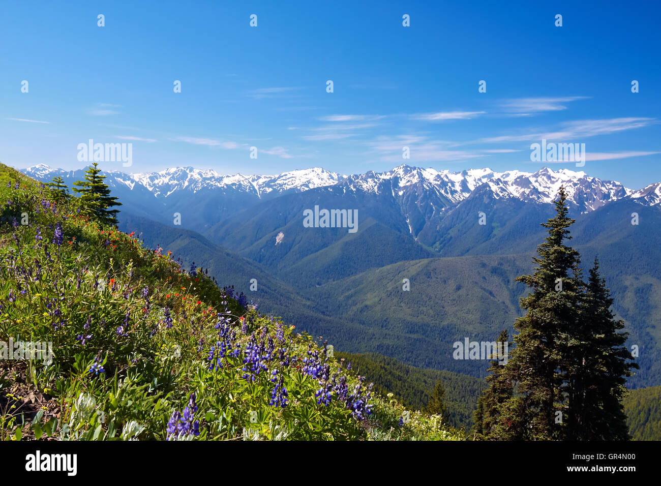 Hurricane ridge flowers hi-res stock photography and images - Alamy