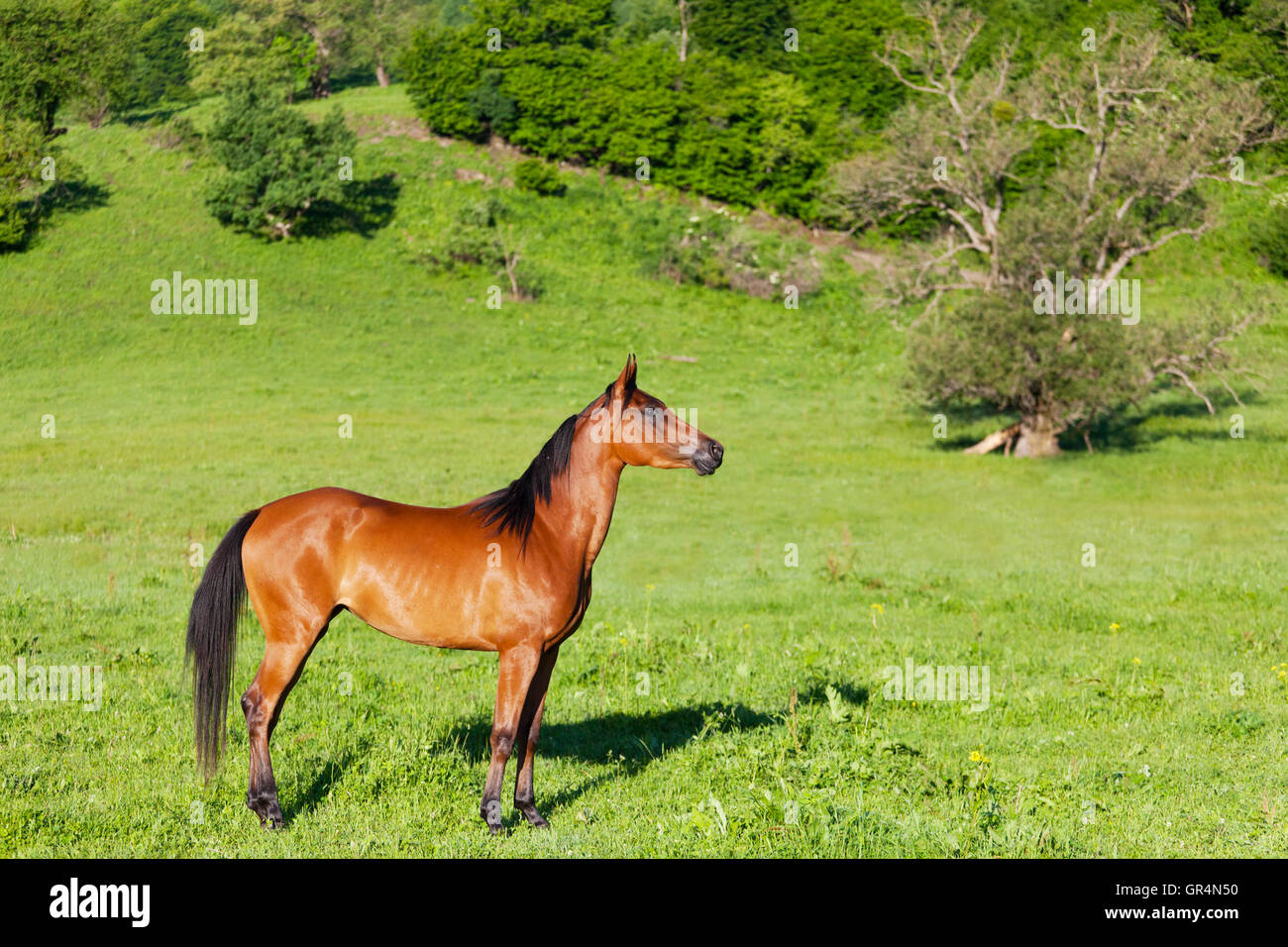 red Arab horse costs on a green meadow Stock Photo Alamy