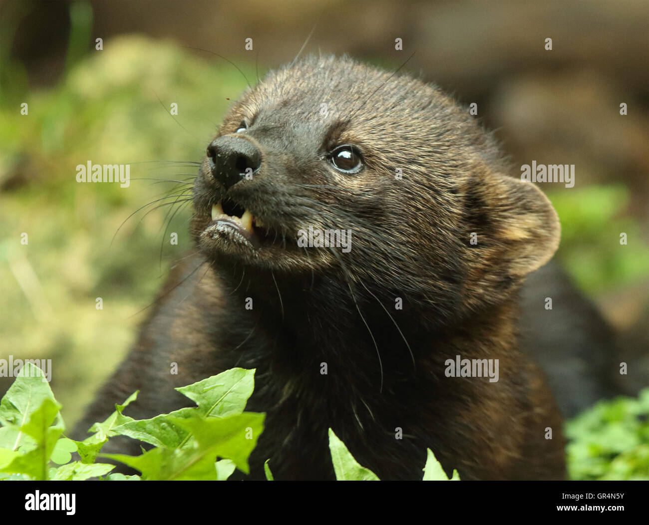A Fisher growling while looking up. Stock Photo