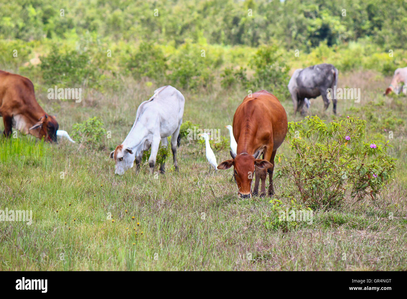 Cows on a summer pasture Stock Photo - Alamy