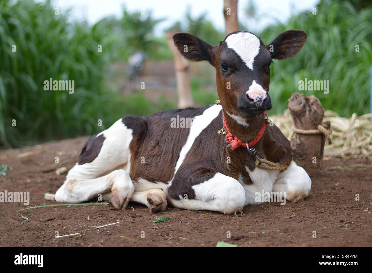 A calf sitting in a field, Pune, Maharashtra, India Stock Photo Alamy