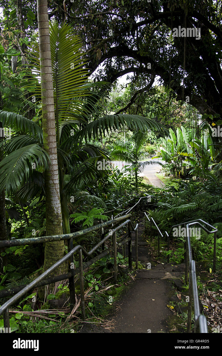 Jungle park Stock Photo