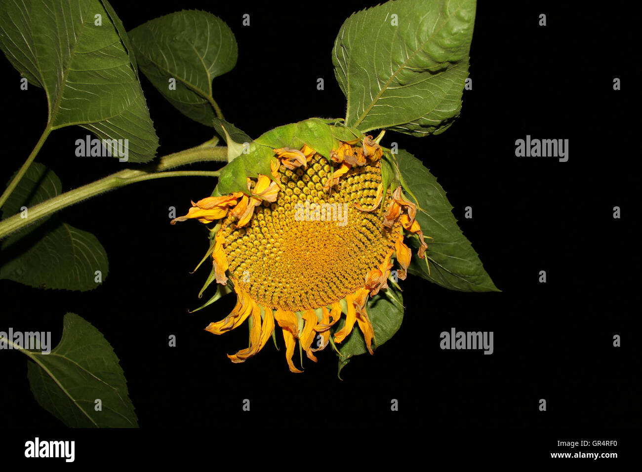 sunflower in the night Stock Photo Alamy