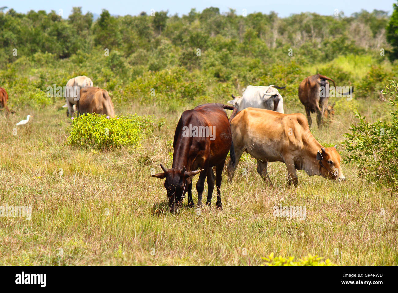 Cows on a summer pasture Stock Photo - Alamy