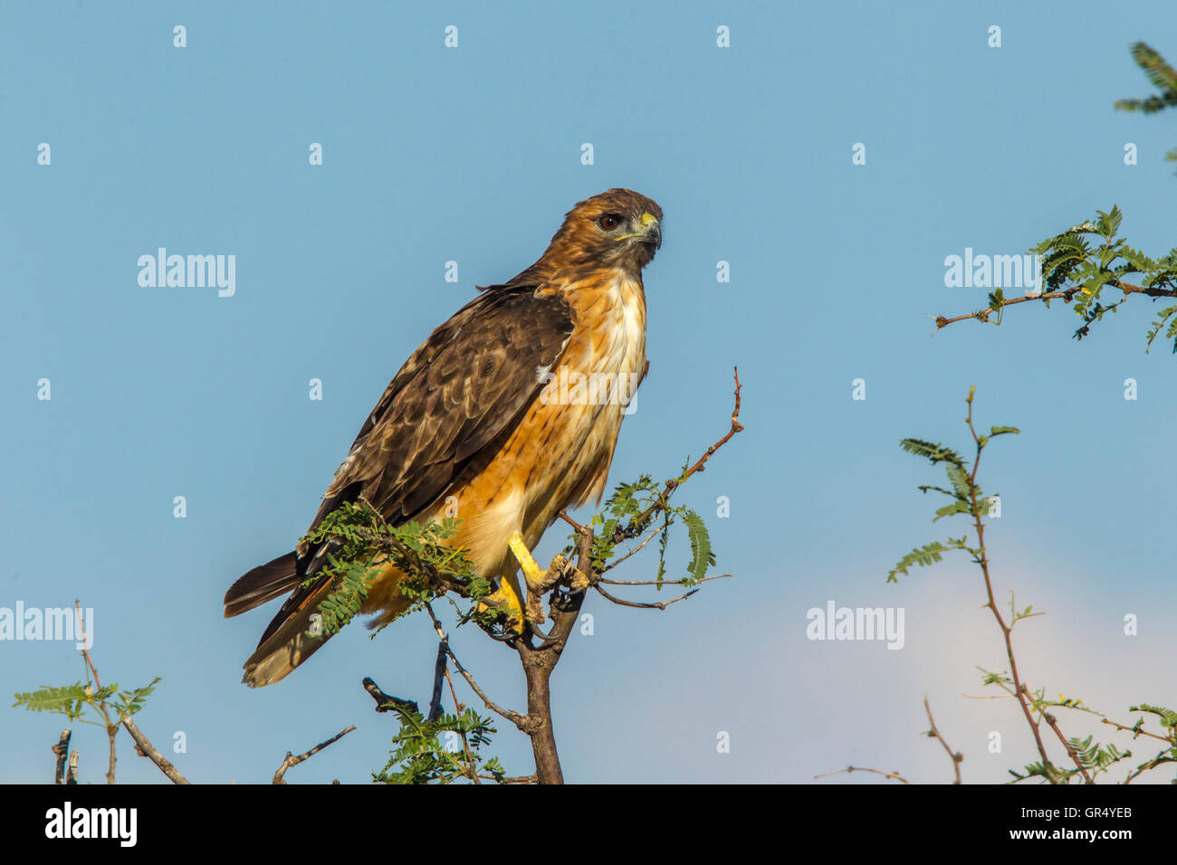 Red-tailed Hawk Buteo jamaicensis Empire-Cienega Resource Conservation Area, Arizona, United States 3 September       Adult Stock Photo