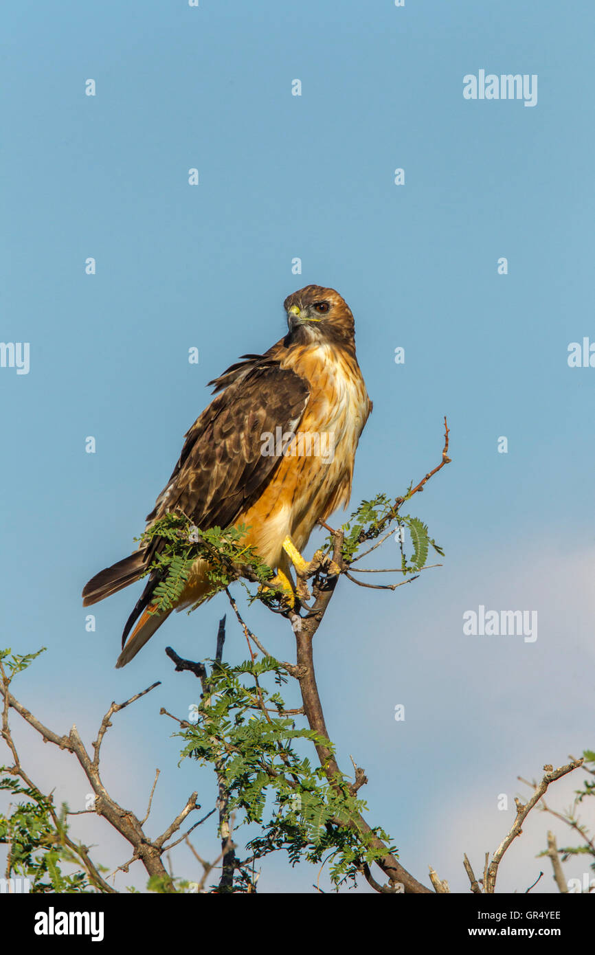 Red-tailed Hawk Buteo jamaicensis Empire-Cienega Resource Conservation Area, Arizona, United States 3 September       Adult Stock Photo