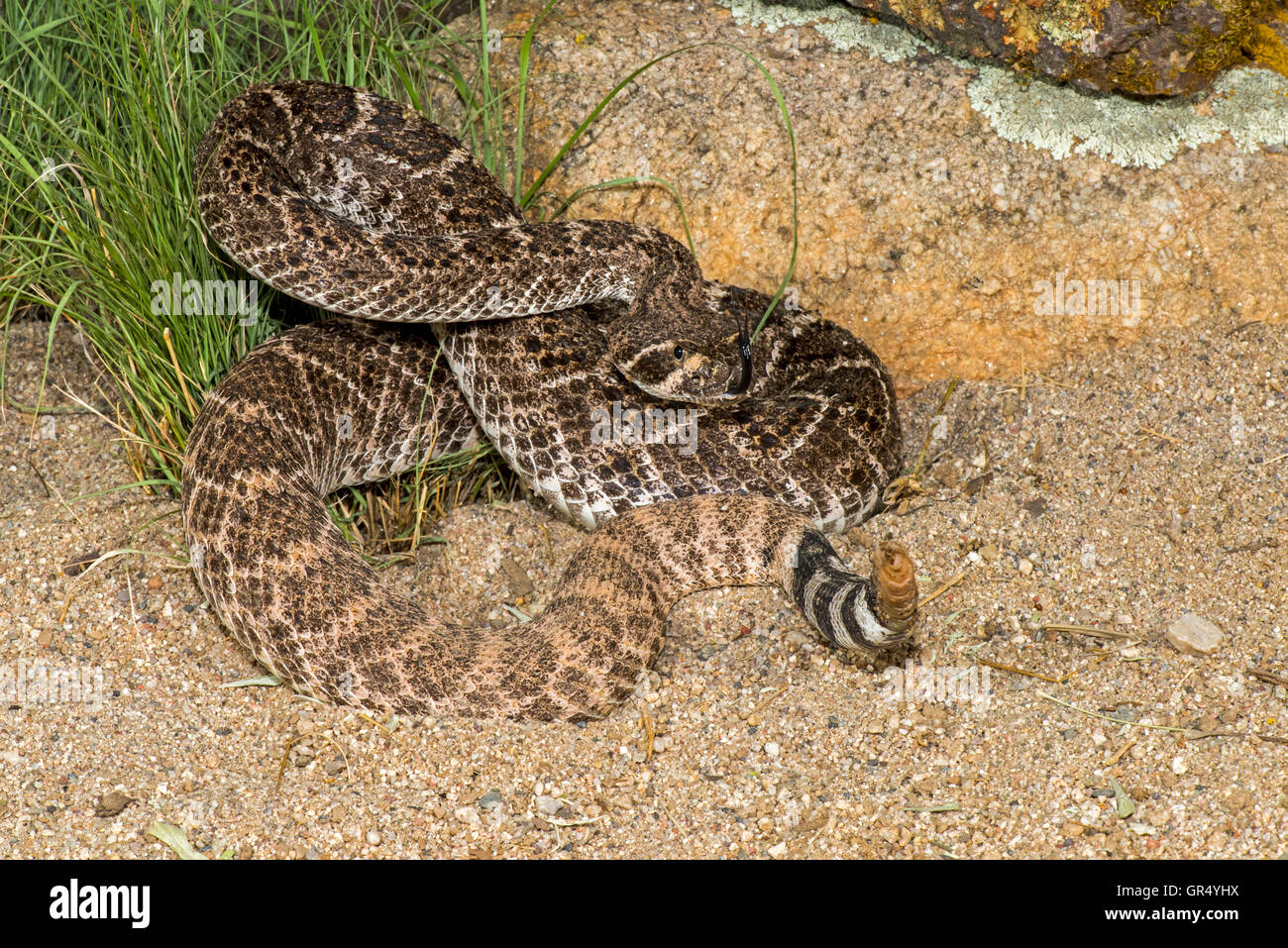 Western Diamondback Rattlesnake Crotalus atrox Tucson, Pima County, Arizona, United States 13 July       Adult        Viperidae Stock Photo