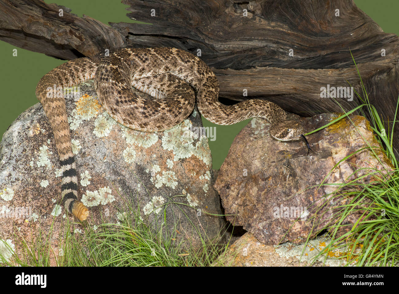 Western Diamondback Rattlesnake Crotalus atrox Tucson, Pima County, Arizona, United States 13 July       Adult        Viperidae Stock Photo