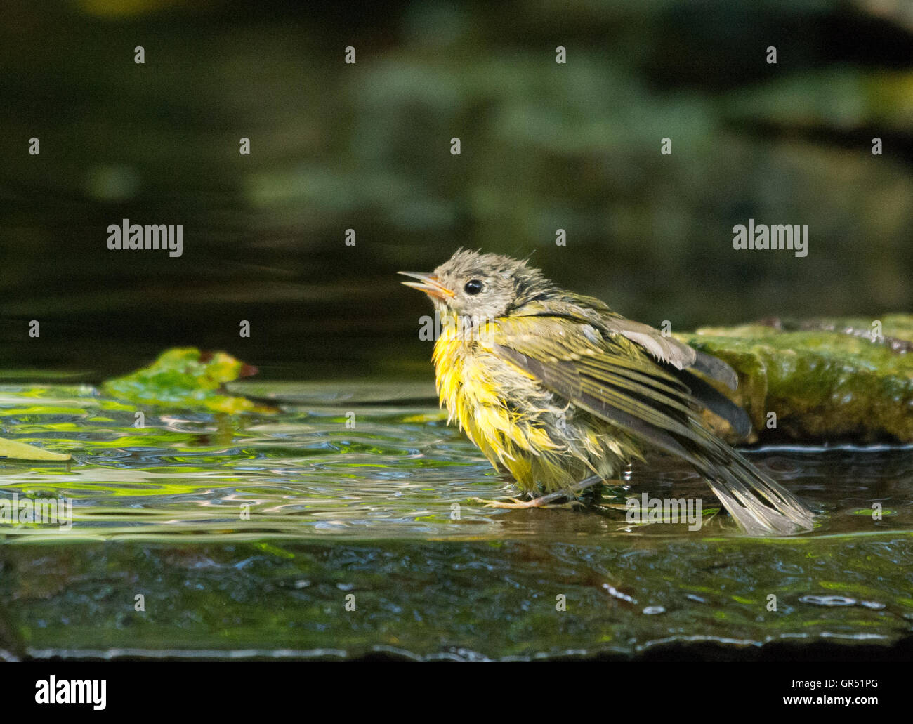 Warbler taking a bath in a birdbath Stock Photo