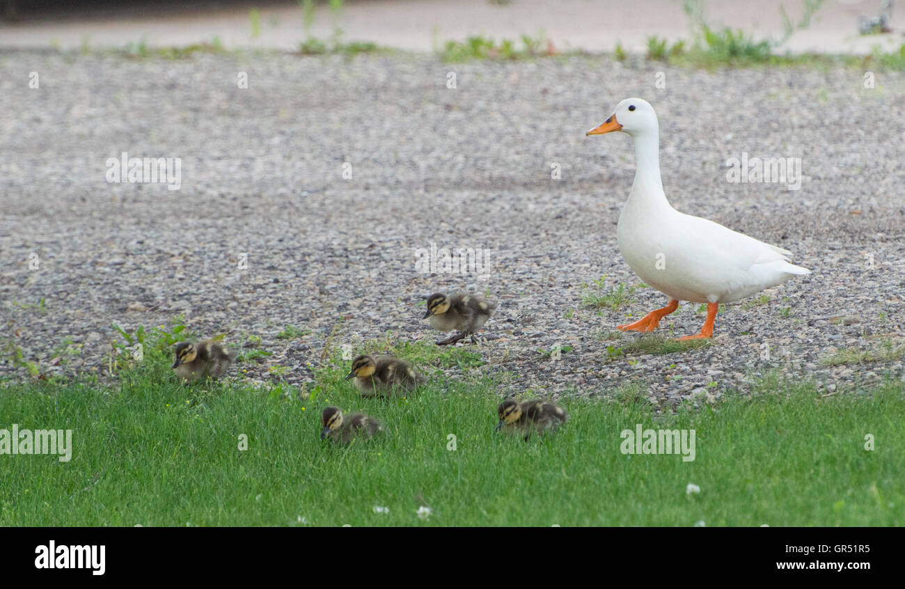 Mama duck and ducklings walking on road and grass Stock Photo