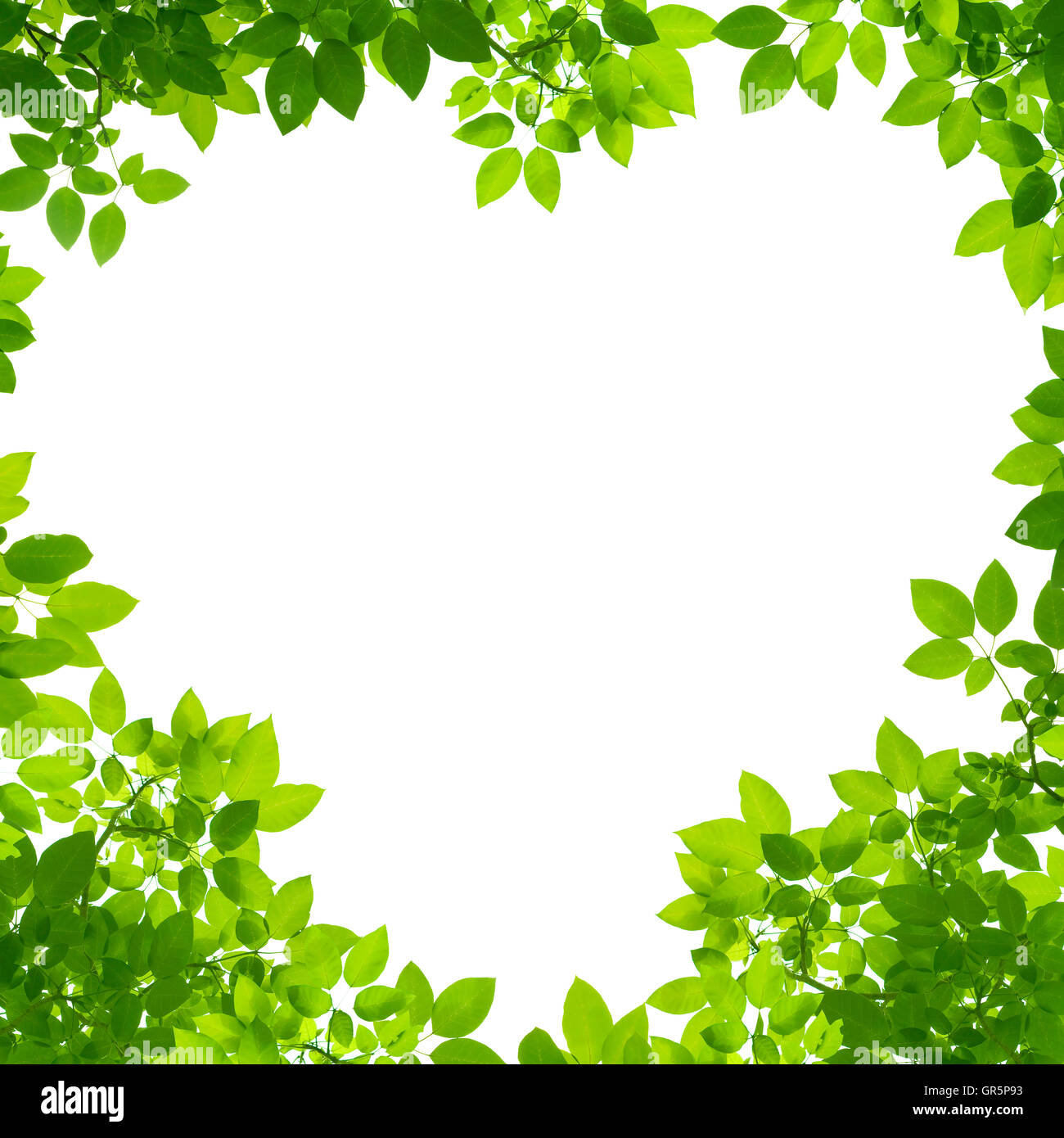 Green Leaves in heart shape on white background Stock Photo - Alamy
