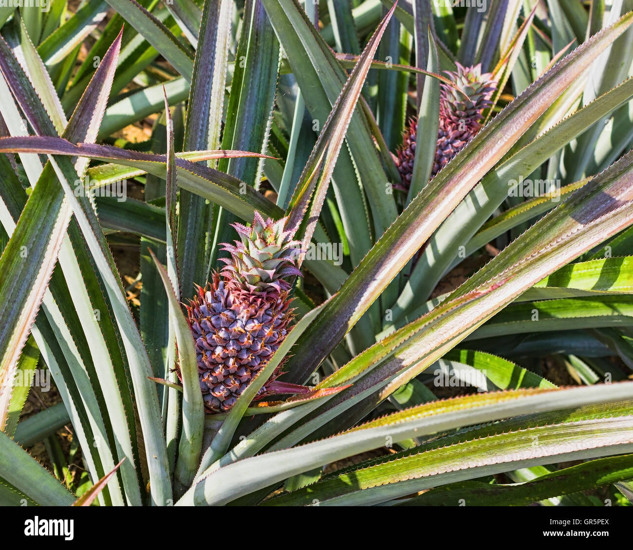 Fresh pineaple on bush with leaves Stock Photo