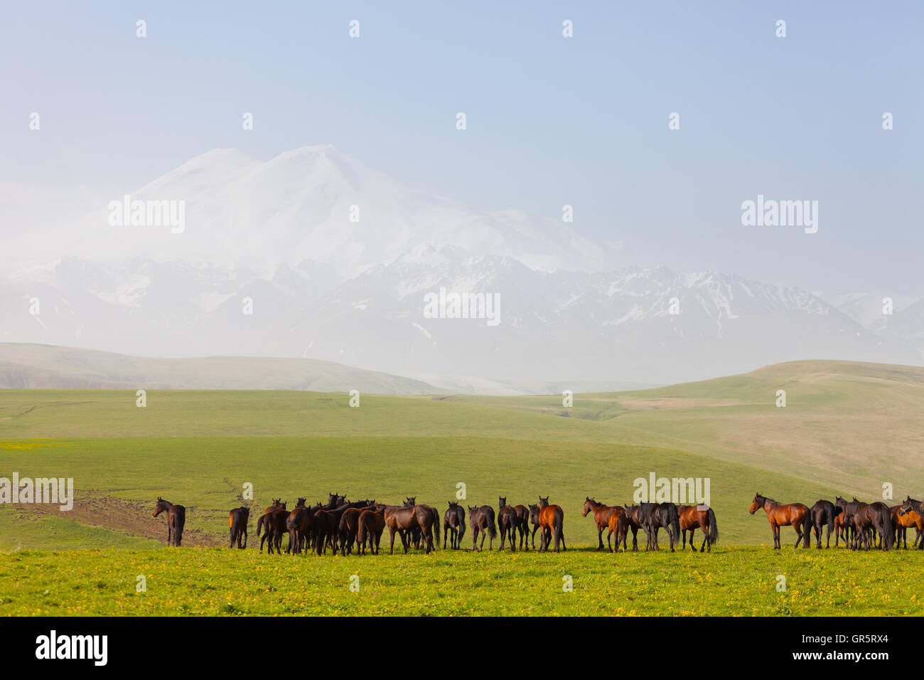Herd of horses on a summer green pasture Stock Photo - Alamy