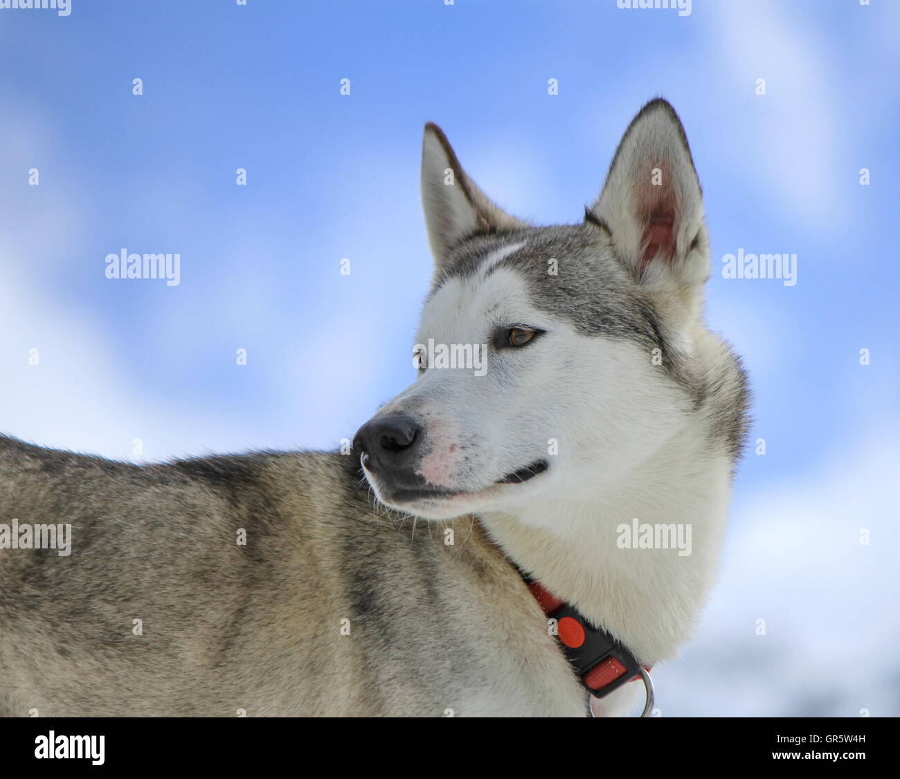 Siberian husky dog turning head back Stock Photo Alamy