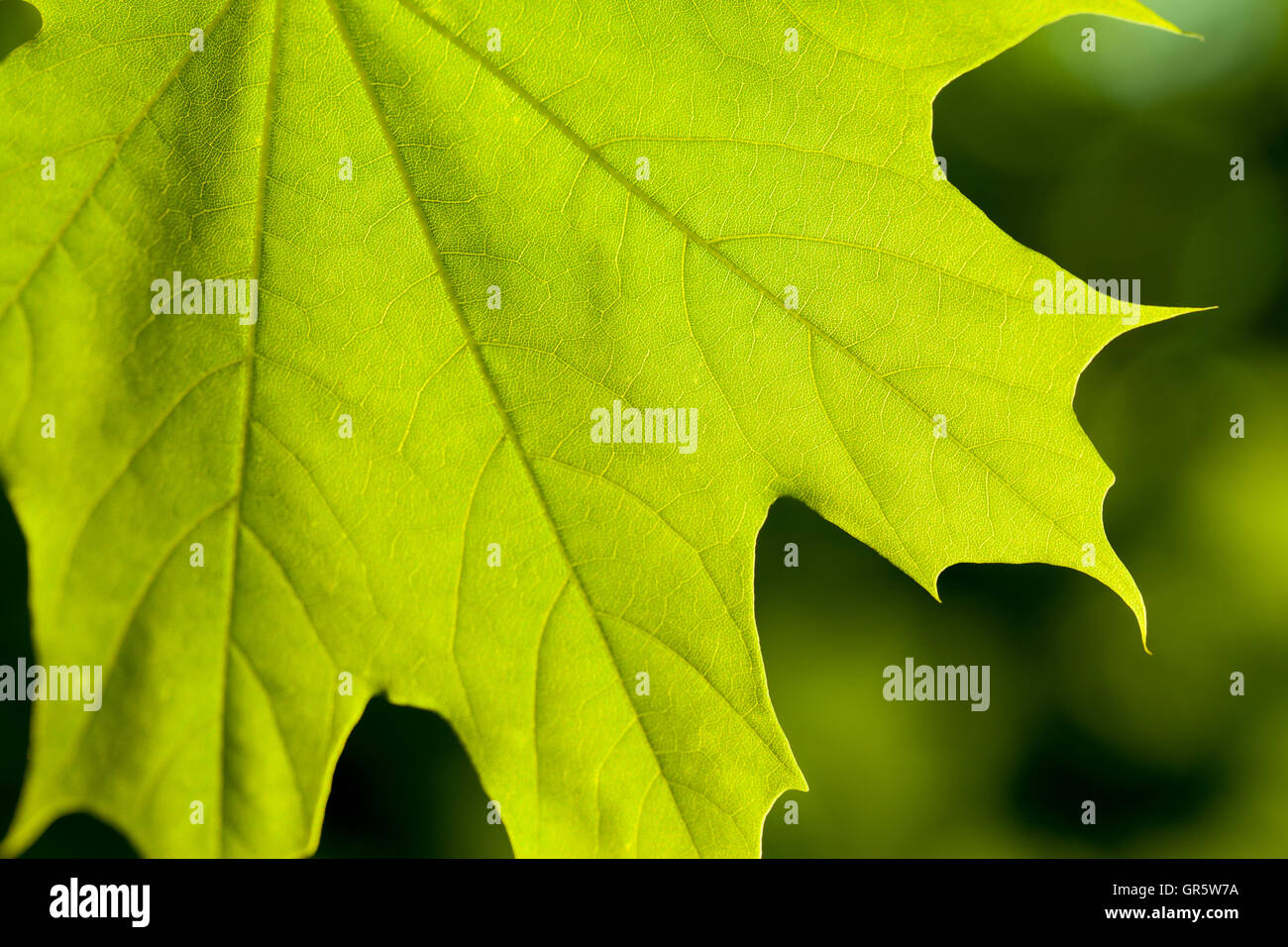 Maple leaf Stock Photo