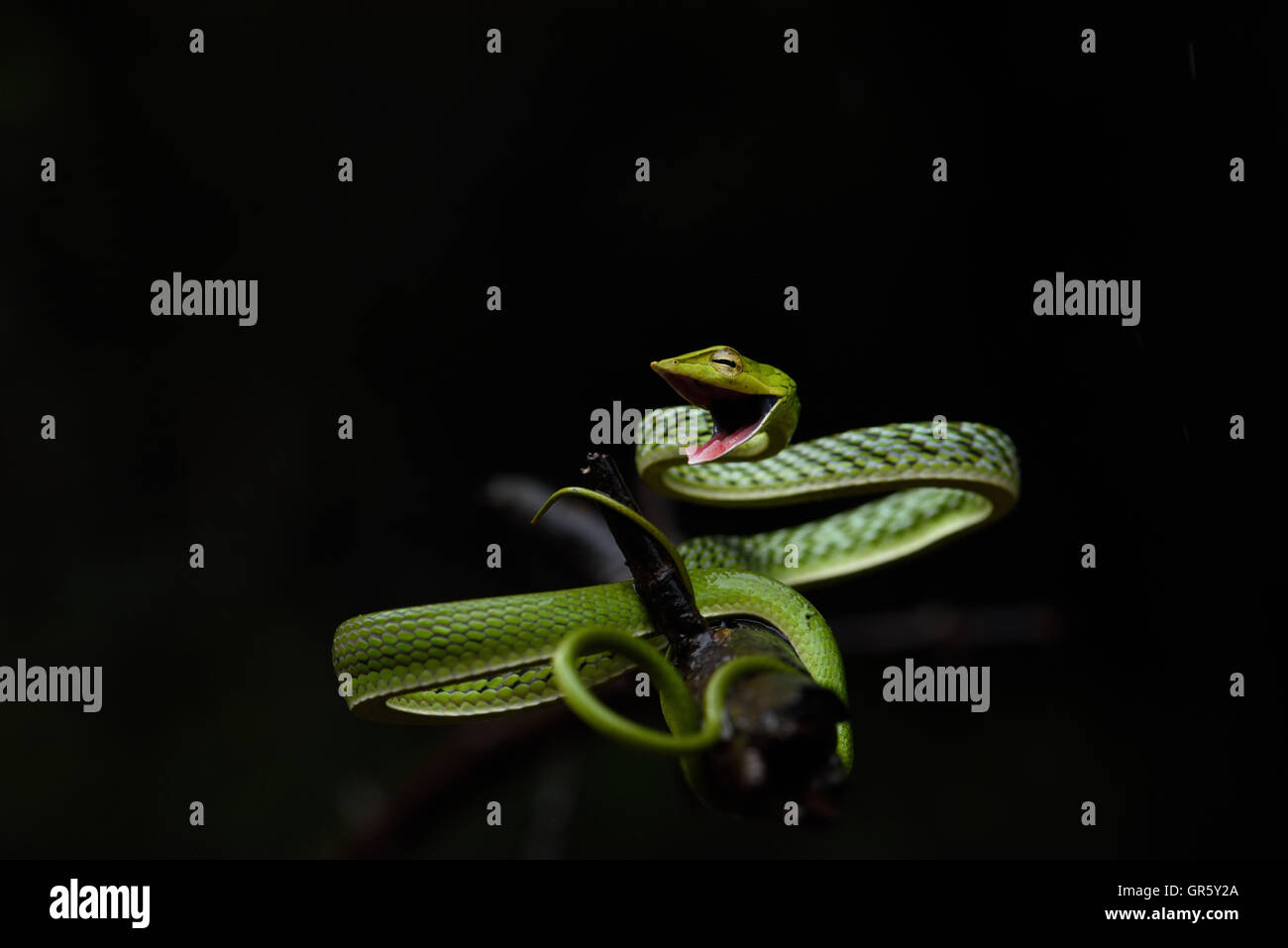 Green Vine Snake in an aggressive mood Stock Photo