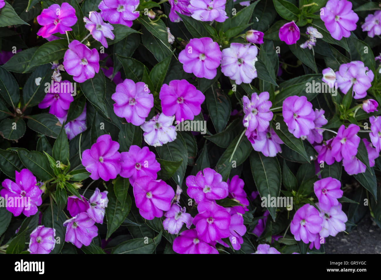 Beautiful purple flowers in bloom in summer Stock Photo - Alamy