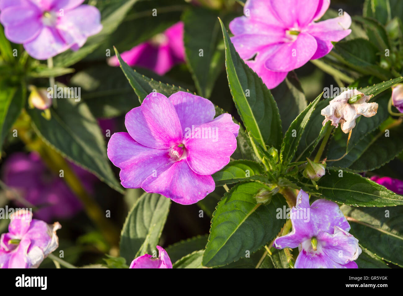 Beautiful purple summer flowers hi-res stock photography and images - Alamy