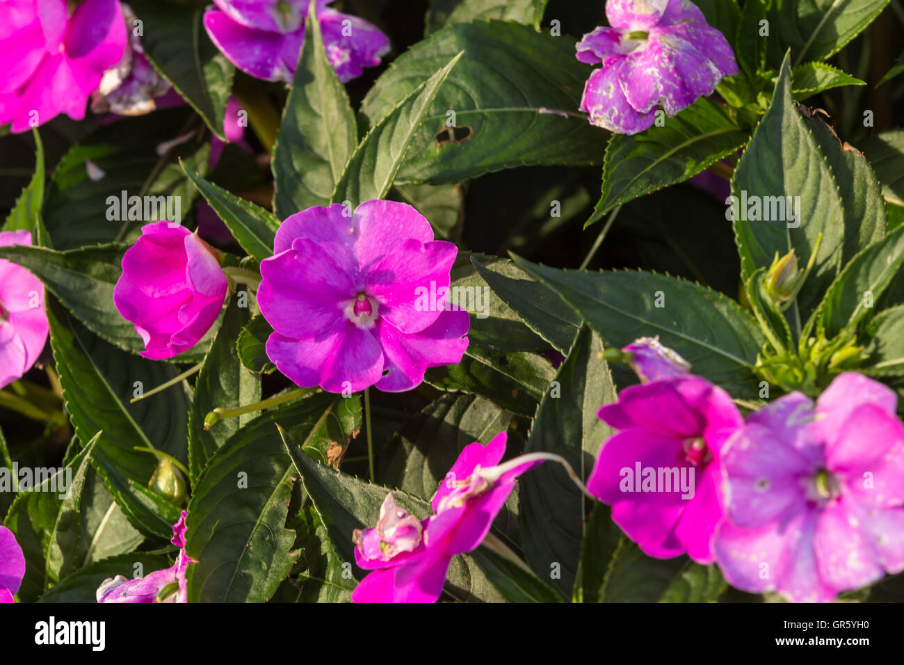 Beautiful purple flowers in bloom in summer Stock Photo - Alamy