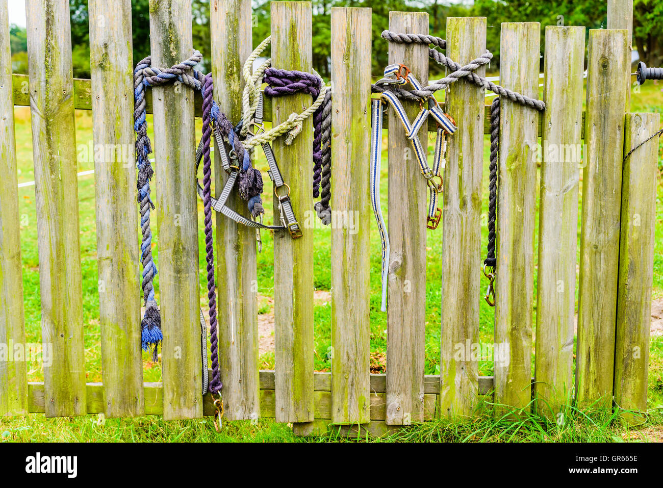 Old horse halters and ropes on a wooden gate with grassy field behind. Stock Photo
