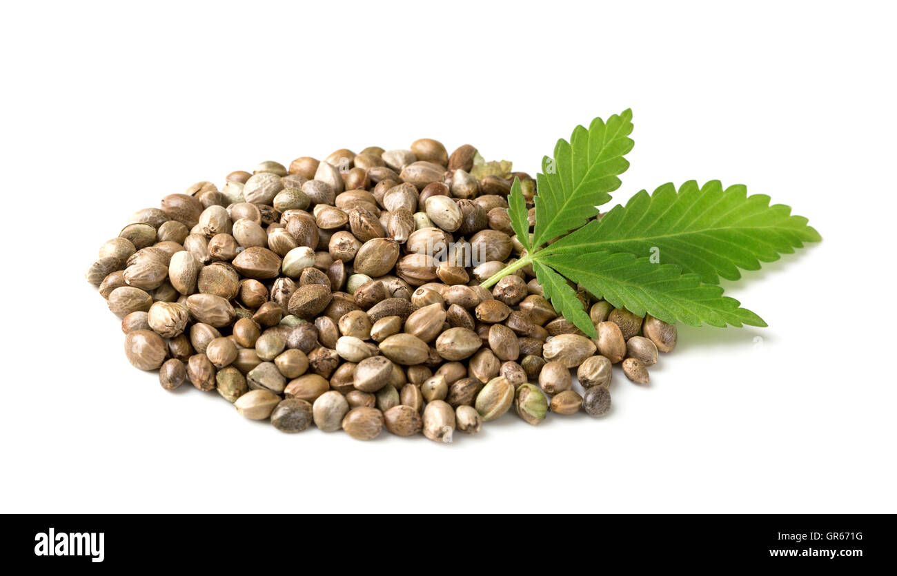 Hemp seeds with a green leaf on a white background Stock Photo Alamy