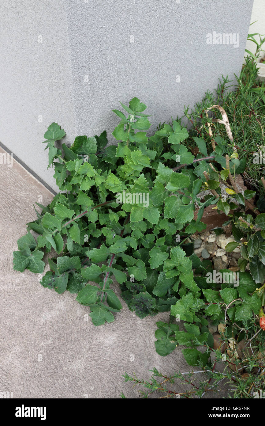 Sonchus oleraceus or also known as Sow Thistle growing near the concrete area Stock Photo
