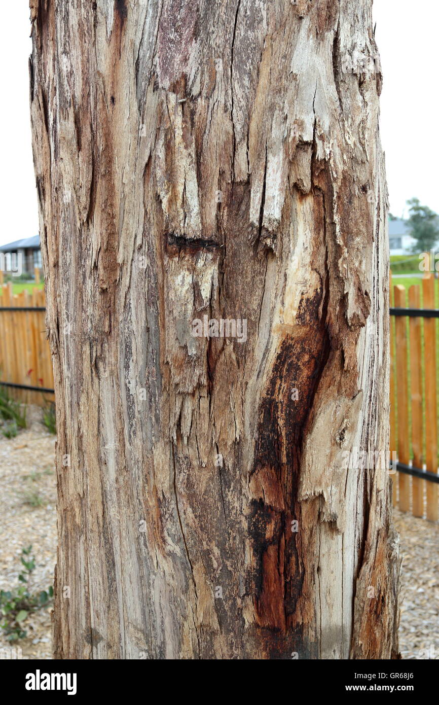 Dead Tree Trunk As Garden Decoration Stock Photo 117537790 Alamy