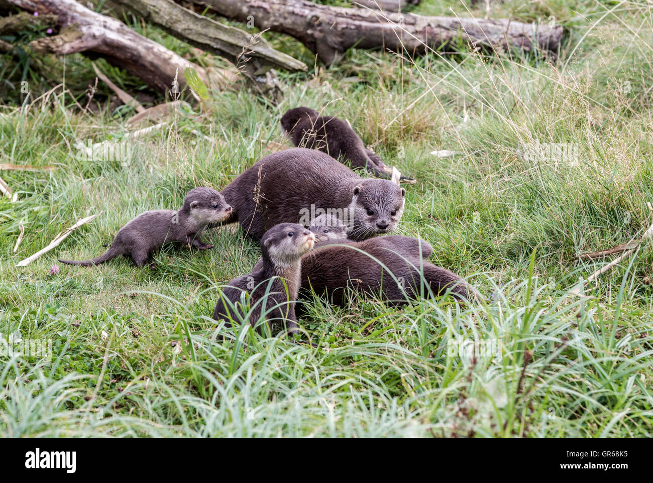 Asian short-clawed otter. Aonyx cinereus, Woburn Safari Park. Stock Photo