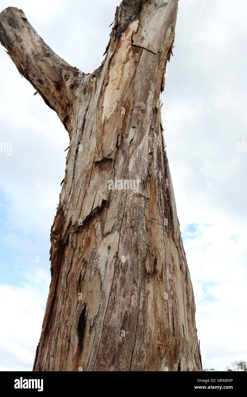 Dead Tree Trunk As Garden Decoration Stock Photo 117537890 Alamy