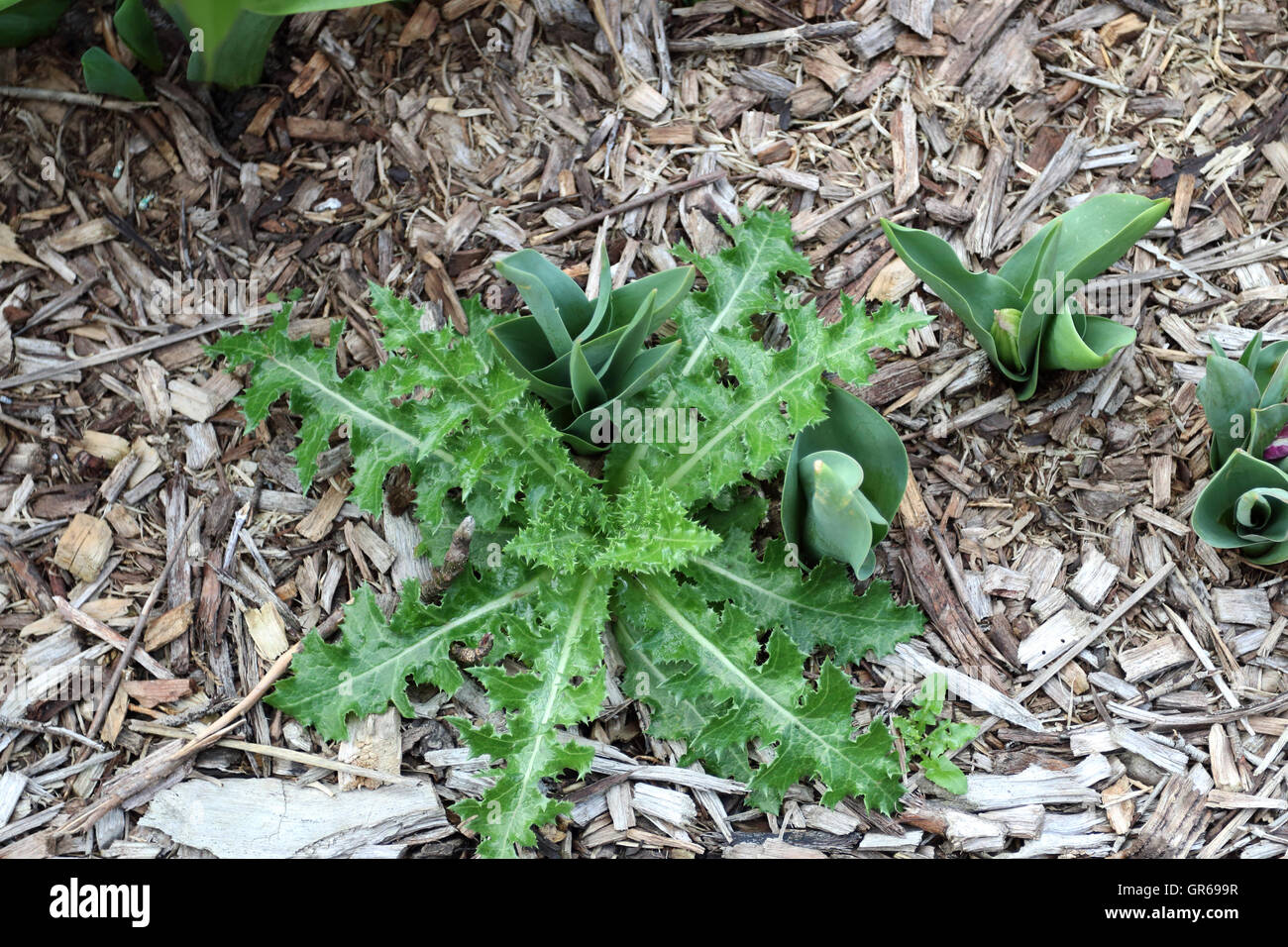 Sonchus asper or also known as Prickly Sow Thistle leaf Stock Photo