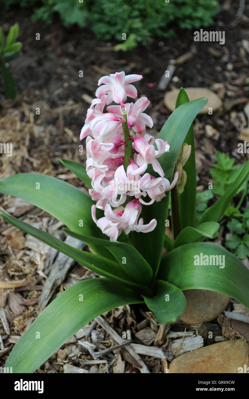 Pink Hyacinth flowers in full bloom Stock Photo Alamy