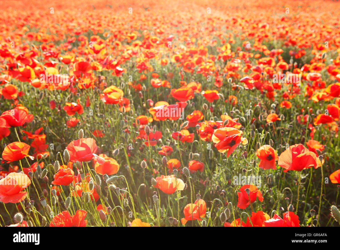Poppy Seed Field, Papaver Rhoeas Stock Photo Alamy