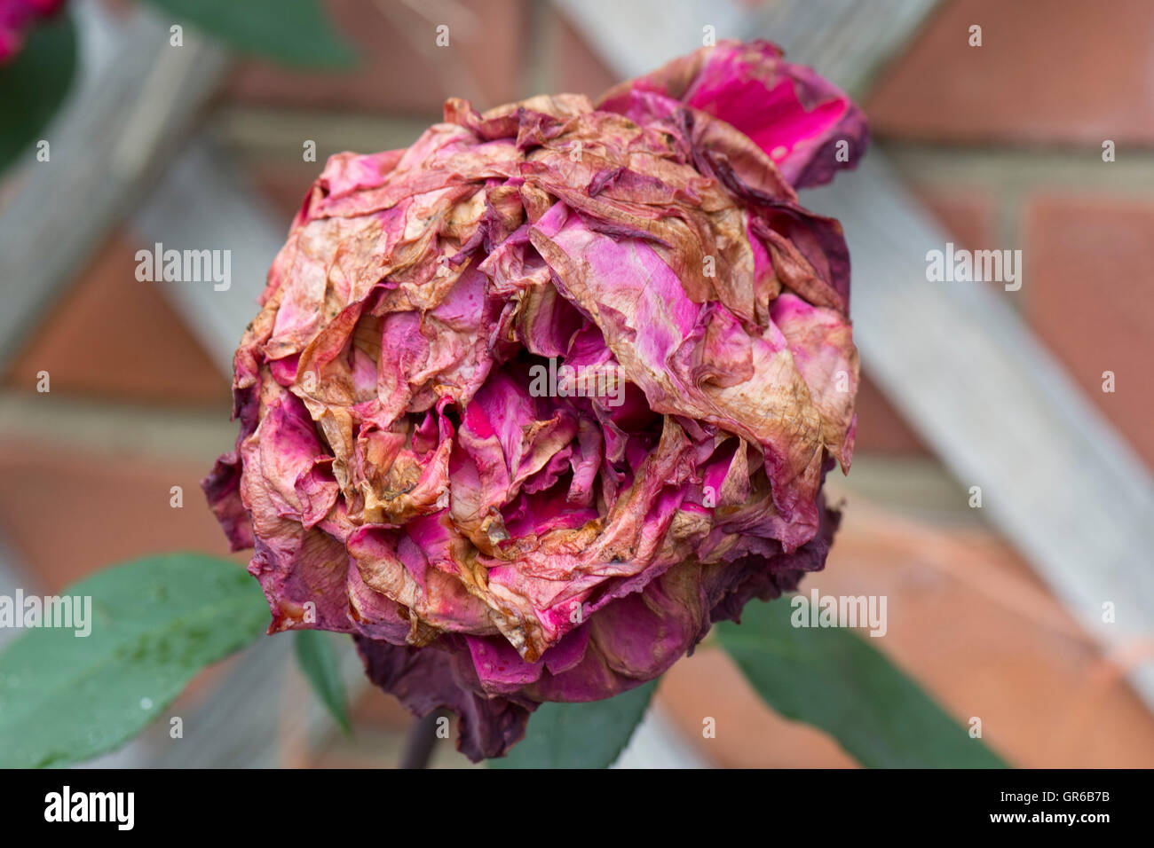 Grey mould or Botrytis blight, Botrytis cinerea, spoiling the bloom of a red rose after summer rain Stock Photo