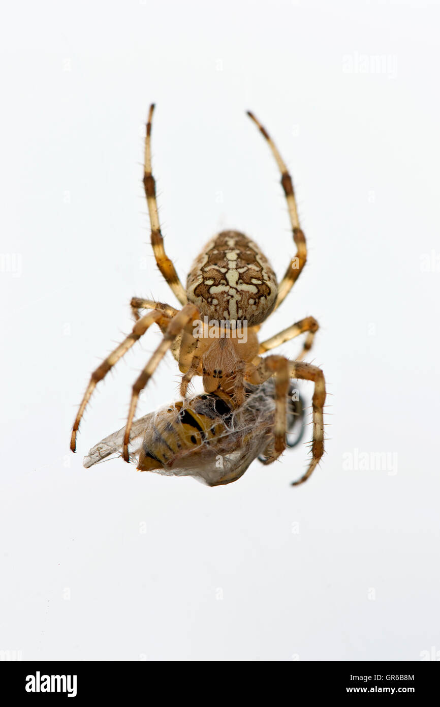 European garden spider, Araneus diadematus, on its web with wasp prey in a silk cocoon Stock Photo