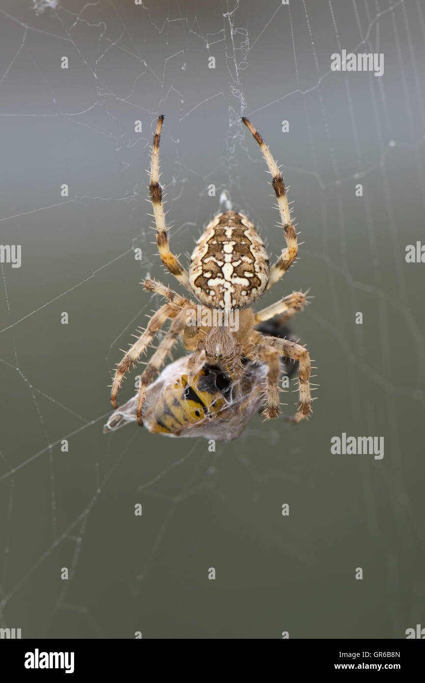 European garden spider, Araneus diadematus, on its web with wasp prey in a silk cocoon Stock Photo