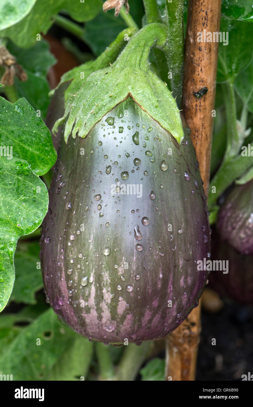 Aubergine fruit with purple marbled colouration, labelled 'Black beauty' , September Stock Photo