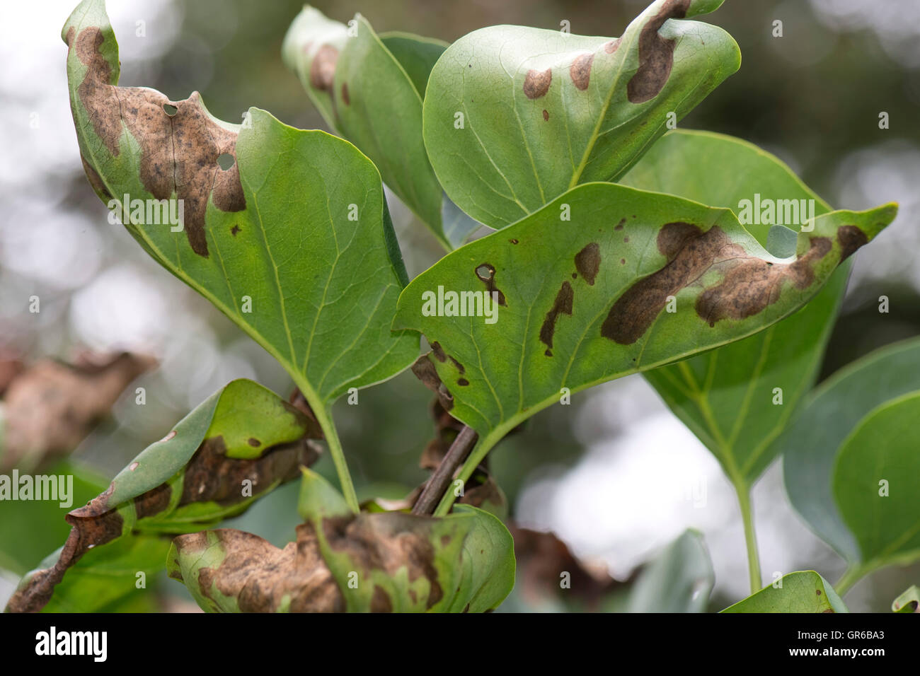 Symptoms of magnesium deficiency on late summer foliage of a lilac tree